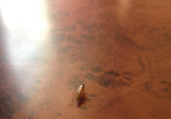 images novosti2 Proisshestviya tarakan Неприятный бонус: в астраханском кафе завелись тараканы