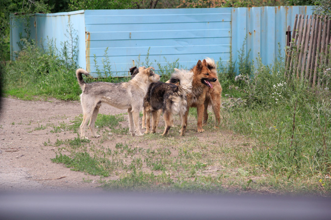 images novosti2 ZhKH sobaki Астраханским собакам мэрия построит приют