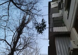 упала 1 Новогодние елки пойдут на благоустройство Астрахани