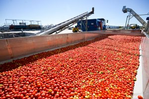 Астраханский завод томатной пасты оккупирует российский рынок