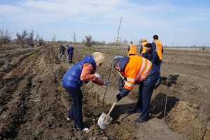1 1 Астраханские железнодорожники высадили в апреле около 4 тыс. деревьев