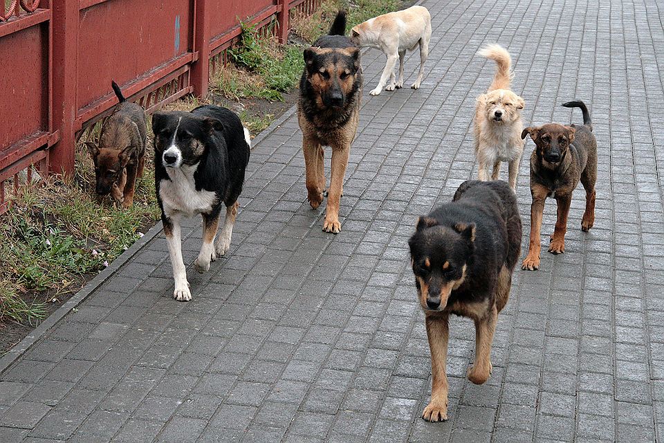 собаки в Астрахани