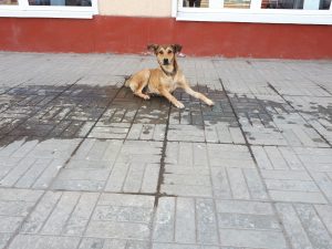 1 21 В Астрахани животные спасаются от жары, как могут