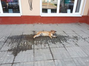 1б 10 В Астрахани животные спасаются от жары, как могут