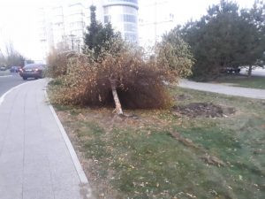 1а 38 В Астрахани автомобиль повалил дерево у памятника Петру I