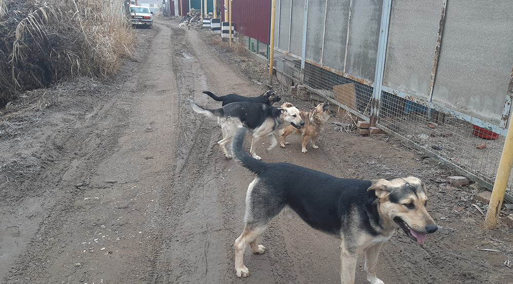 бродячие собаки в Астрахани
