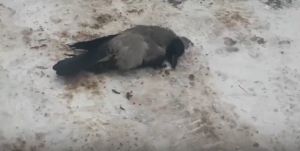 1 Астраханские подростки убивают птиц