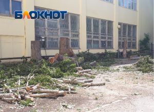 1 48 В Астрахани во дворе школы вырубили деревья