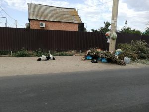 1 41 «Трупы животных и пакеты на столбах»: астраханцы сваливают мусор, где попало