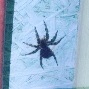 1а 10 Вид и размер огромного паука напугал астраханцев