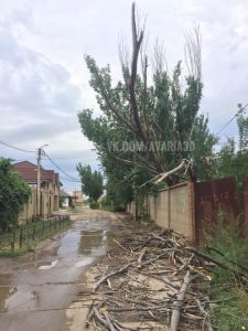 1 13 В Астрахани сухое дерево повисло на проводах над дорогой