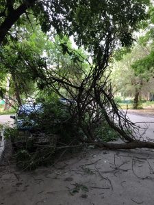 1 Ветер крепчает: в Астрахани продолжают падать деревья