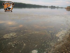 1 27 Пользователей соцсетей возмутило загрязнение реки под Астраханью