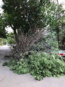 1а Очередное дерево упало на машину в Астрахани