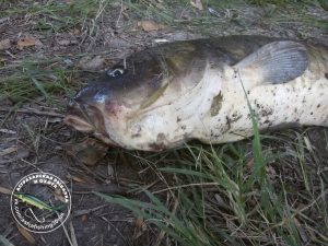 1а 28 Астраханец поймал рыбу-мутанта