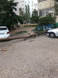 1а 6 В Астрахани из-за сильного ветра дерево упало на машины