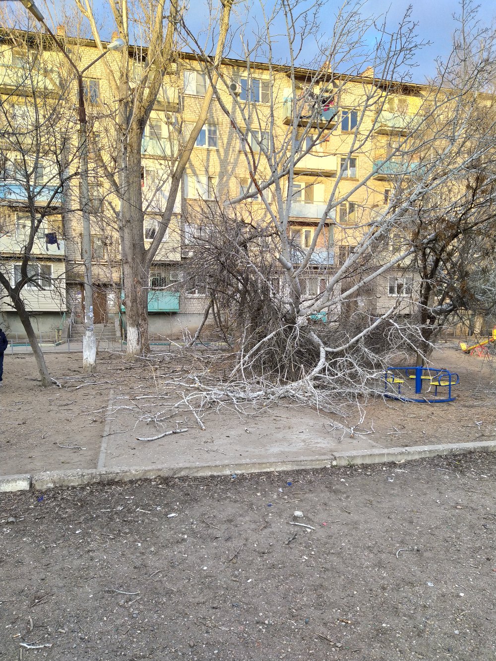 tXdbtZ D03s В Астрахани дерево чуть не убило детей