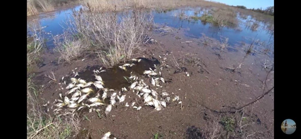 whatsapp image 2020 05 05 at 19.17.48 Массовую гибель рыбы в очередной раз сняли на видео в Астраханской области
