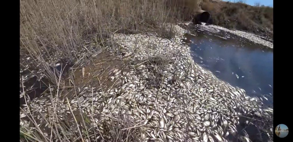 whatsapp image 2020 05 05 at 19.21.30 Массовую гибель рыбы в очередной раз сняли на видео в Астраханской области