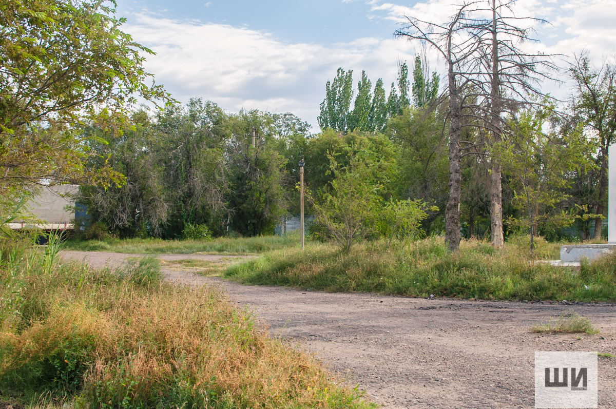 DSC 5791 Накатанные дороги, сухие деревья и выжженный газон : как сейчас выглядит парк Коновалова