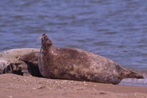 1 На острове в Астраханской области обнаружили пять погибших тюленей