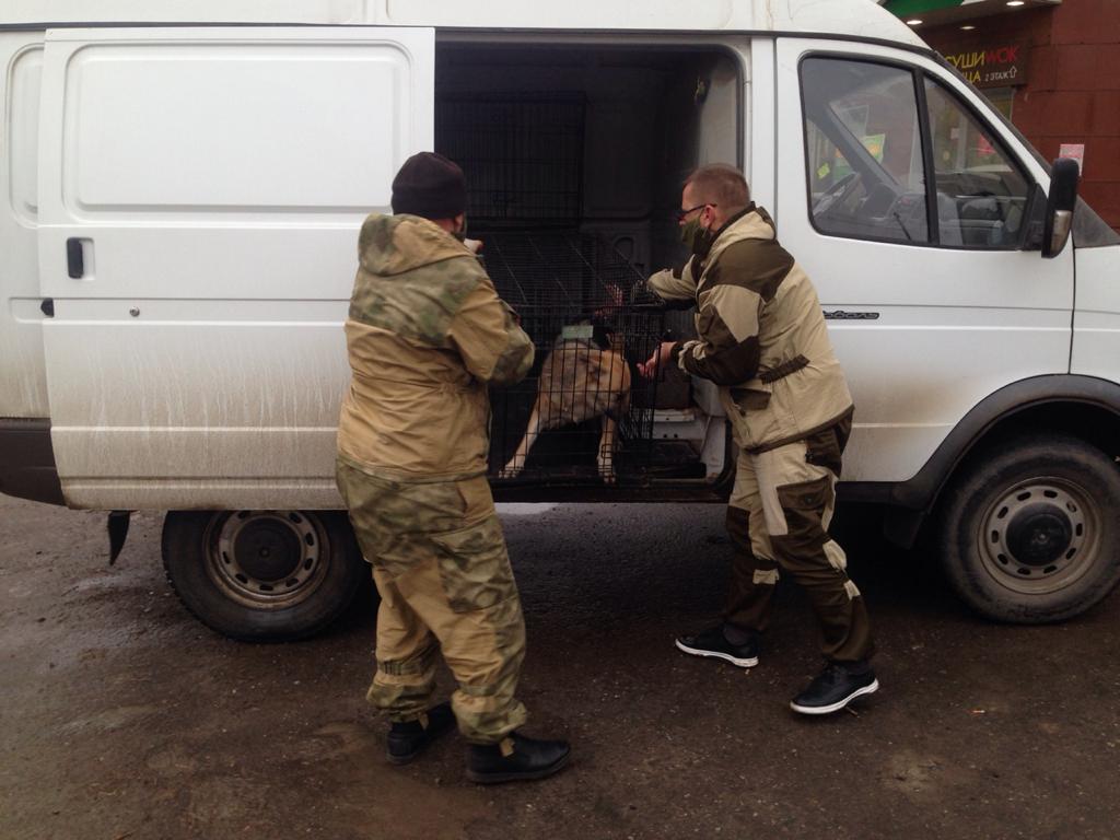 В Астрахани взялись за отлов бродячих псов