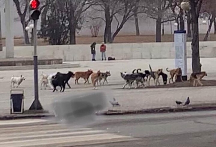 собаки Как в Астрахани проходит несанкционированный митинг 31 января: онлайн-трансляция «Astrakhan Post»