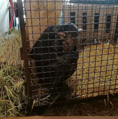 3 Волгоградские полицейские спасли шимпанзе, не доехавших до Астрахани