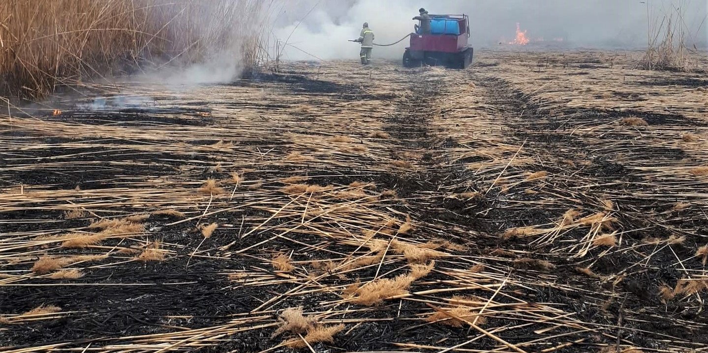 тростник Природные пожары в астраханском биосферном заповеднике удалось ликвидировать лишь через 10 дней