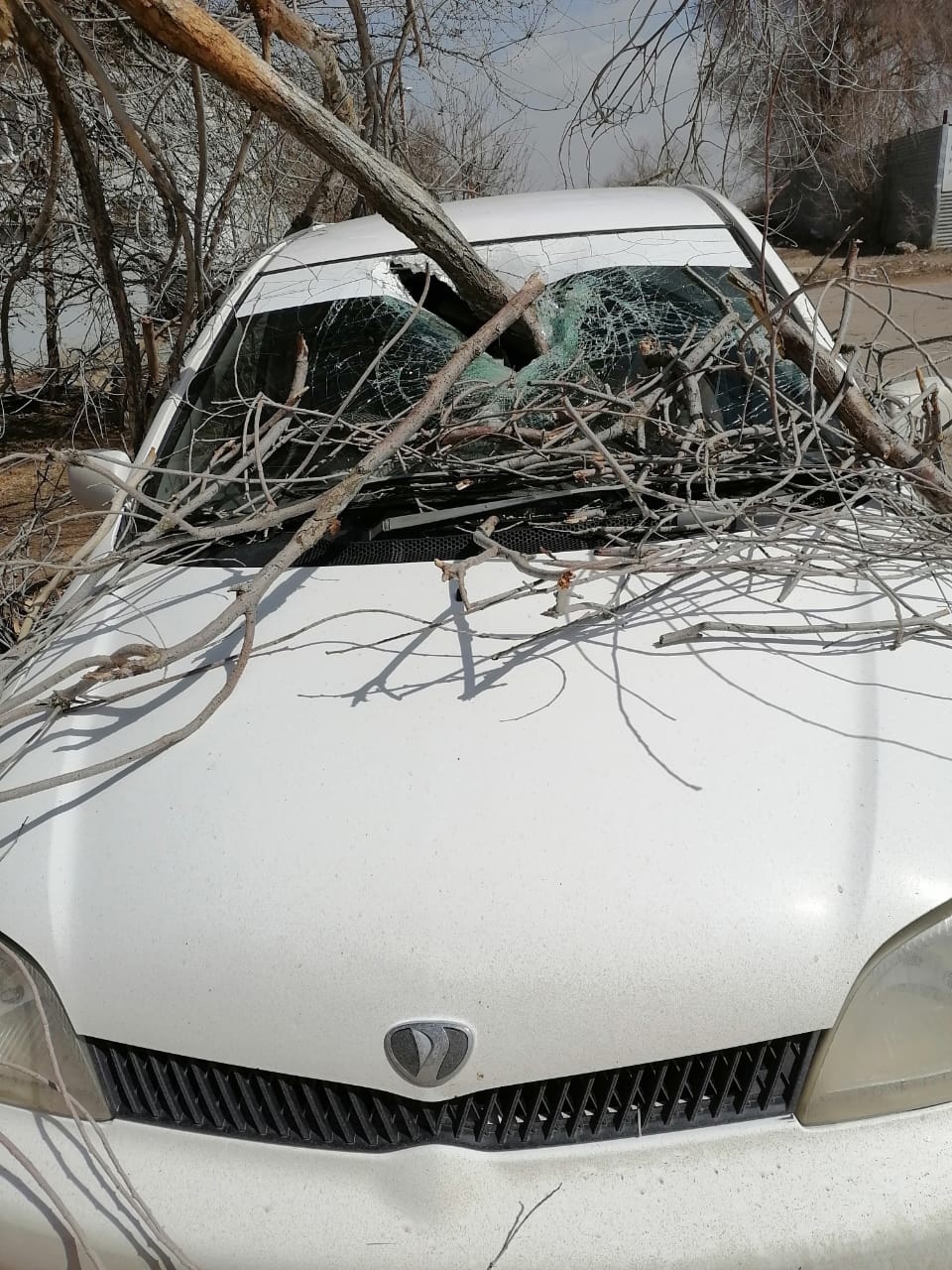 В Астрахани сухое дерево пронзило припаркованный автомобиль | 07.04.2021 |  Астрахань - БезФормата