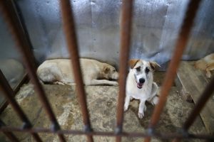 приют для бродячих собак в Асраханской области