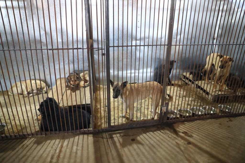 приют для собак в Астраханской области