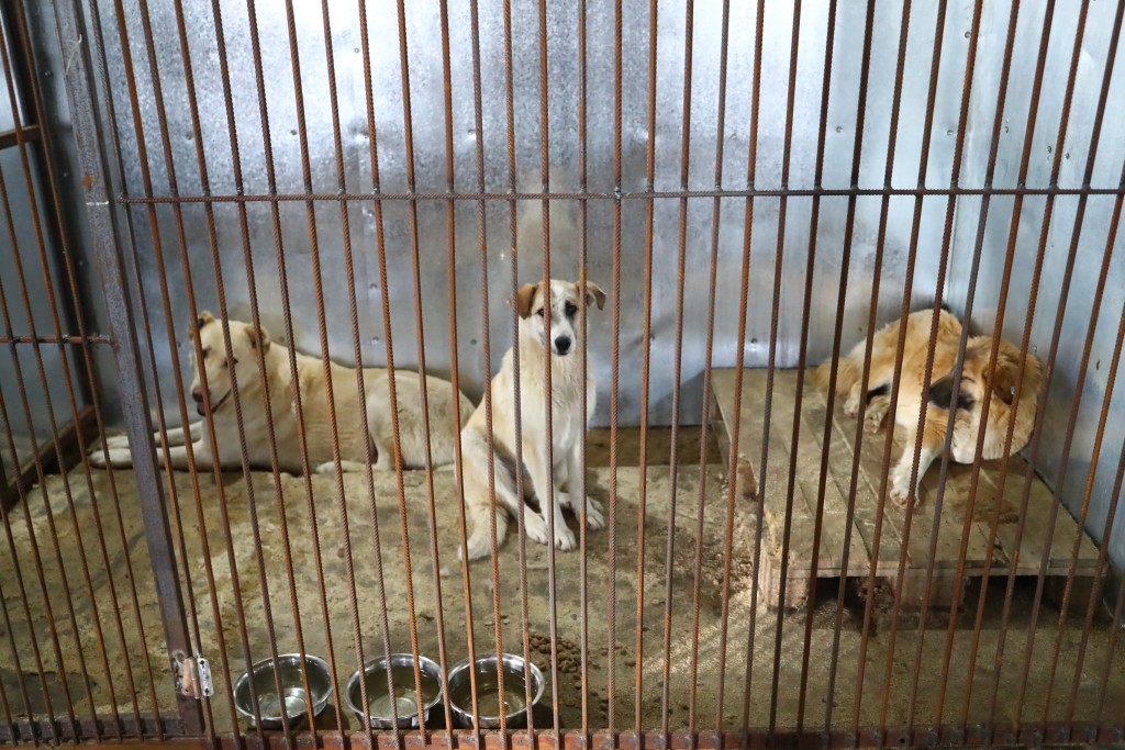 собаки 6 Под Астраханью открылся новый приют для собак