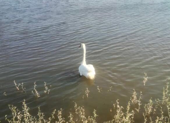 На озере Баскунчак спасли лебедей. Фото: astrobl.ru
