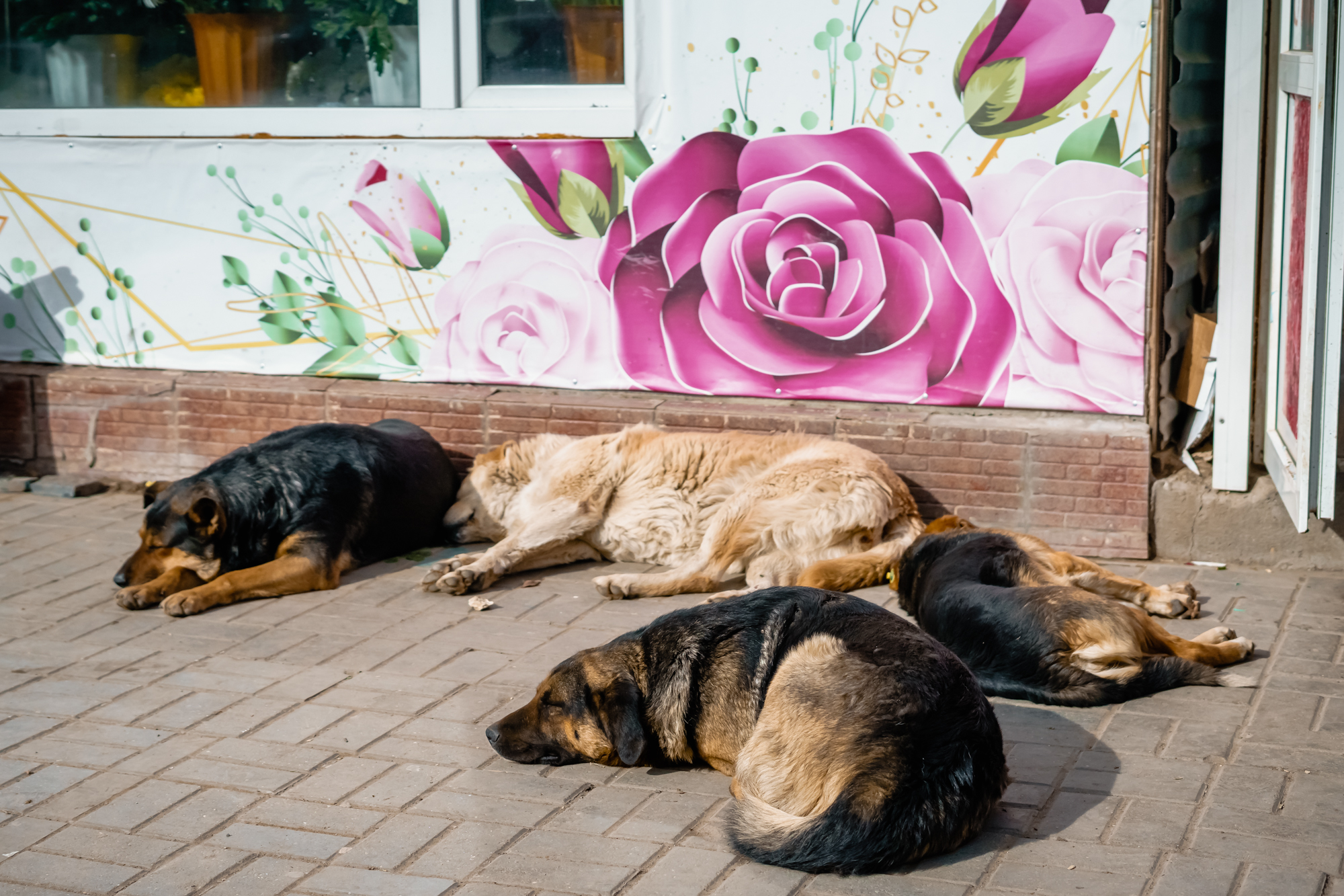 нападение бродячих собак в Астрахани