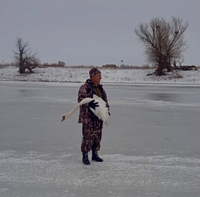 спасение лебедя в Астраханской области