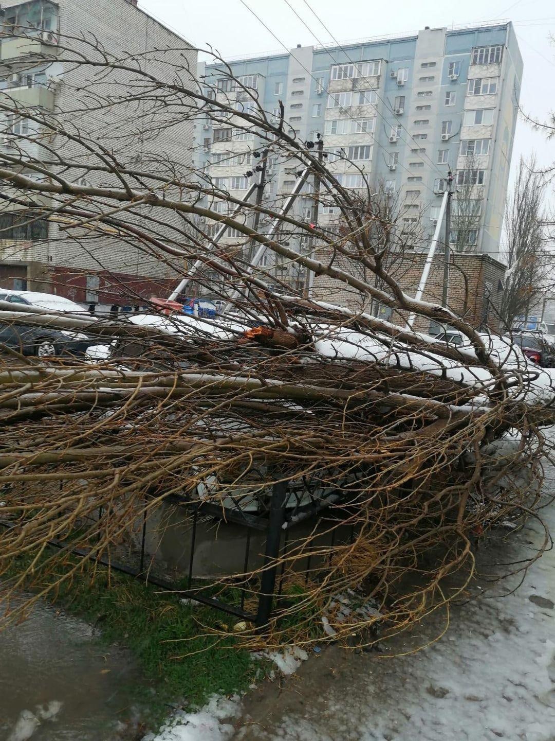 Ураган в Астрахани «запустил» массовый деревопад | 05.03.2022 | Астрахань -  БезФормата