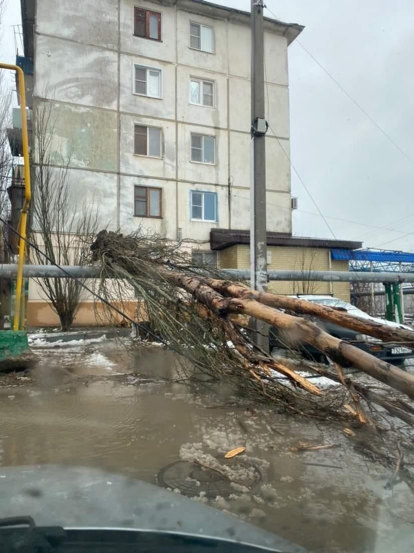 Ураган в Астрахани «запустил» массовый деревопад | 05.03.2022 | Астрахань -  БезФормата