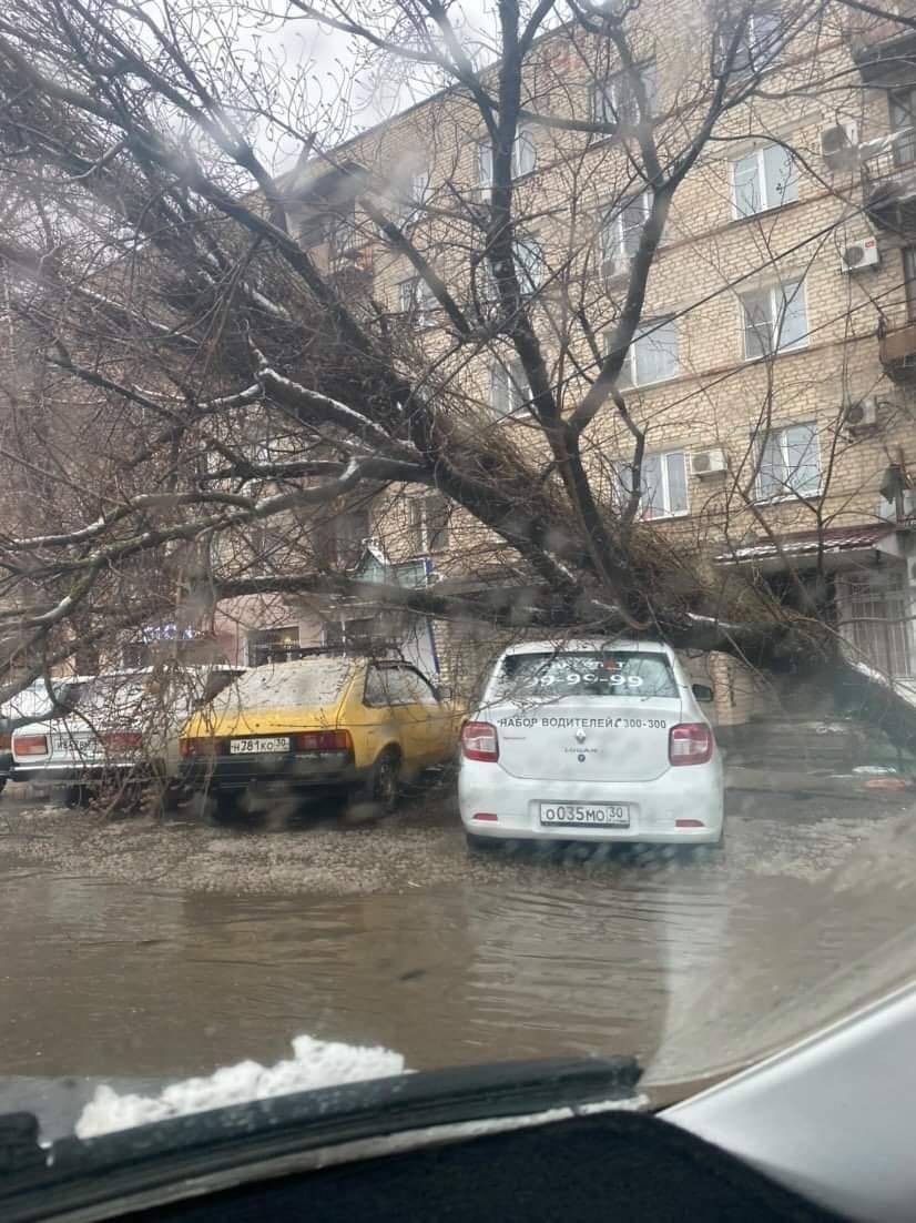 Ураган в Астрахани «запустил» массовый деревопад | 05.03.2022 | Астрахань -  БезФормата