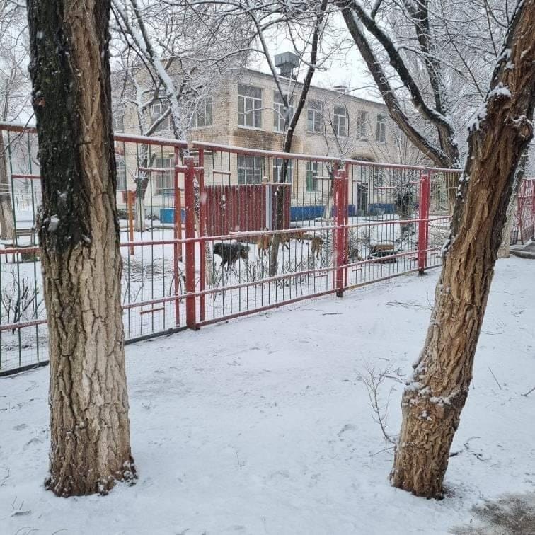 Стаи бездомных собак оккупировали детский сад в Астрахани
