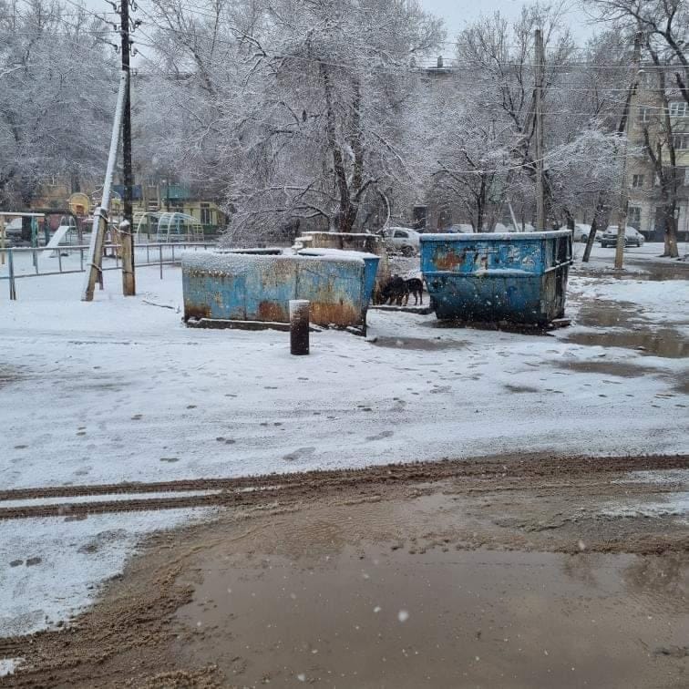 Стаи бездомных собак оккупировали детский сад в Астрахани