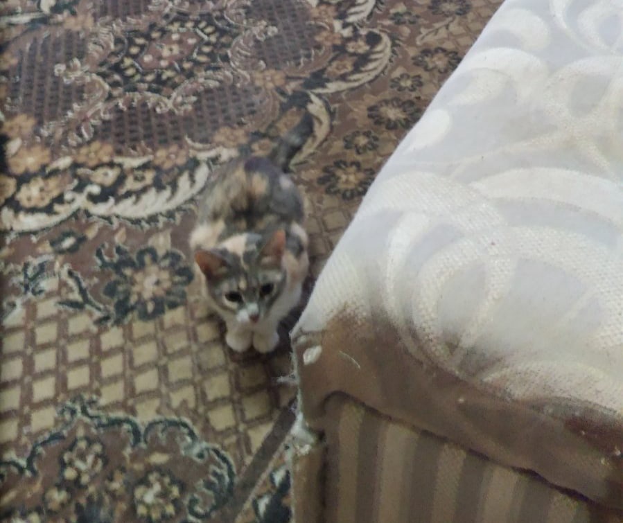 Кошка Маруся, живущая год одна в пустой квартире, ищет новых хозяев