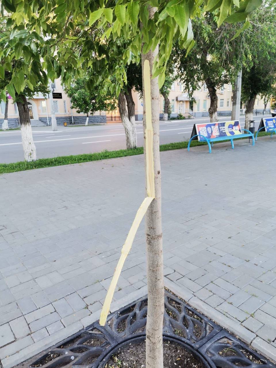 в Астрахани вандалы изрезали три дерева