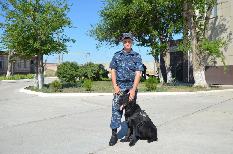 Служебный пес по кличке Амир нашел охотников за металлом в Астрахани 