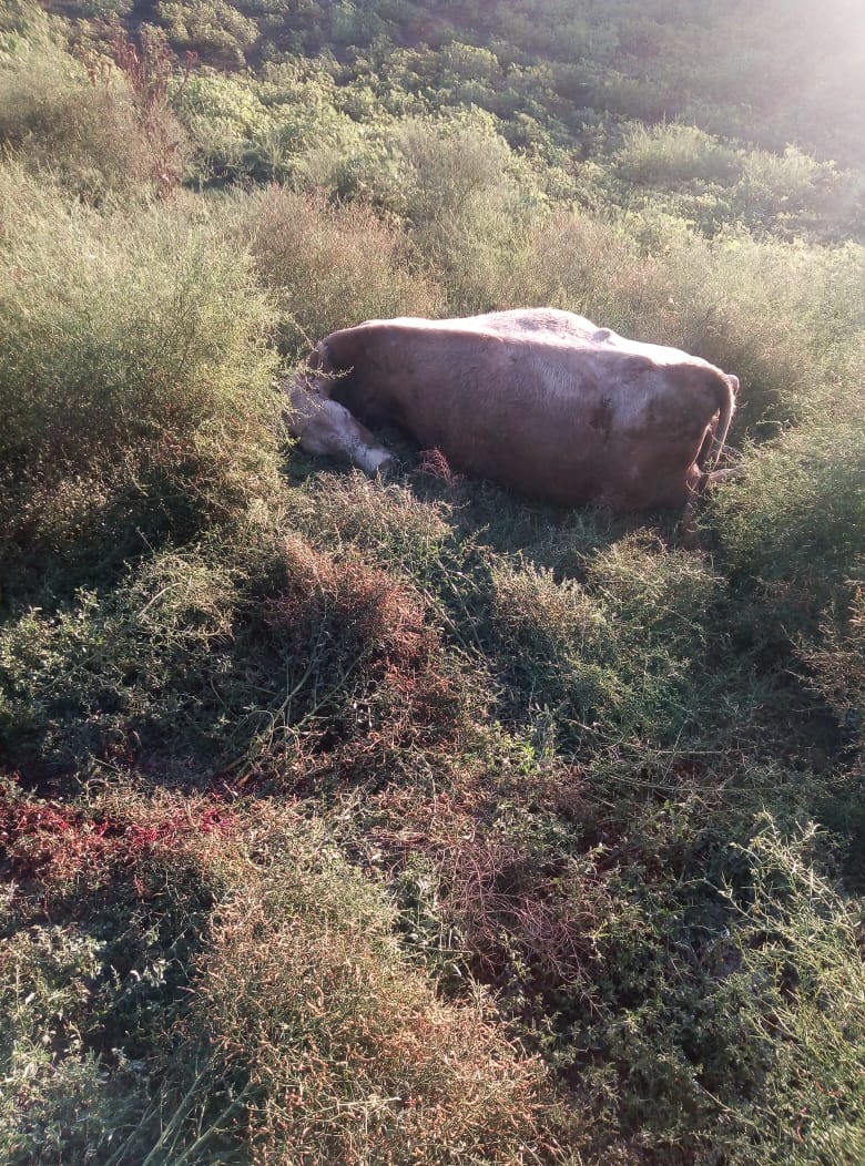 На астраханской трассе от столкновения с иномаркой погибла корова 