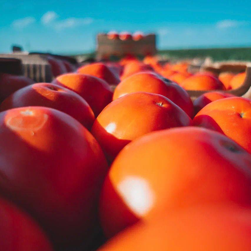 Игорь Бабушкин: “Астраханская область выращивает 74% от объема томатов всей страны” 