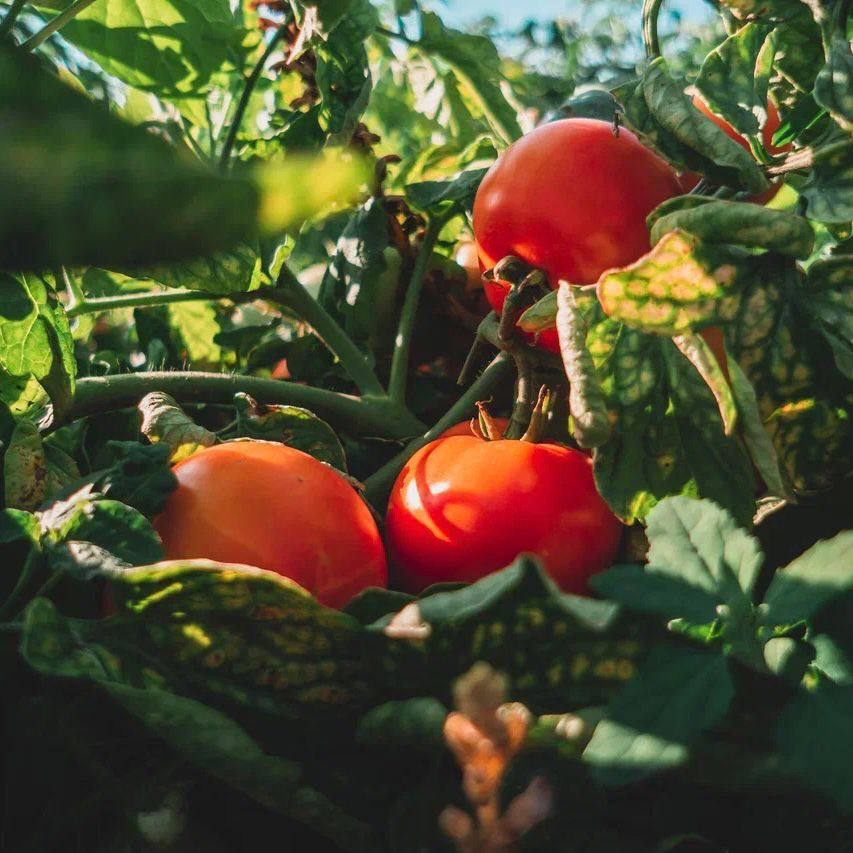 Игорь Бабушкин: “Астраханская область выращивает 74% от объема томатов всей страны” 