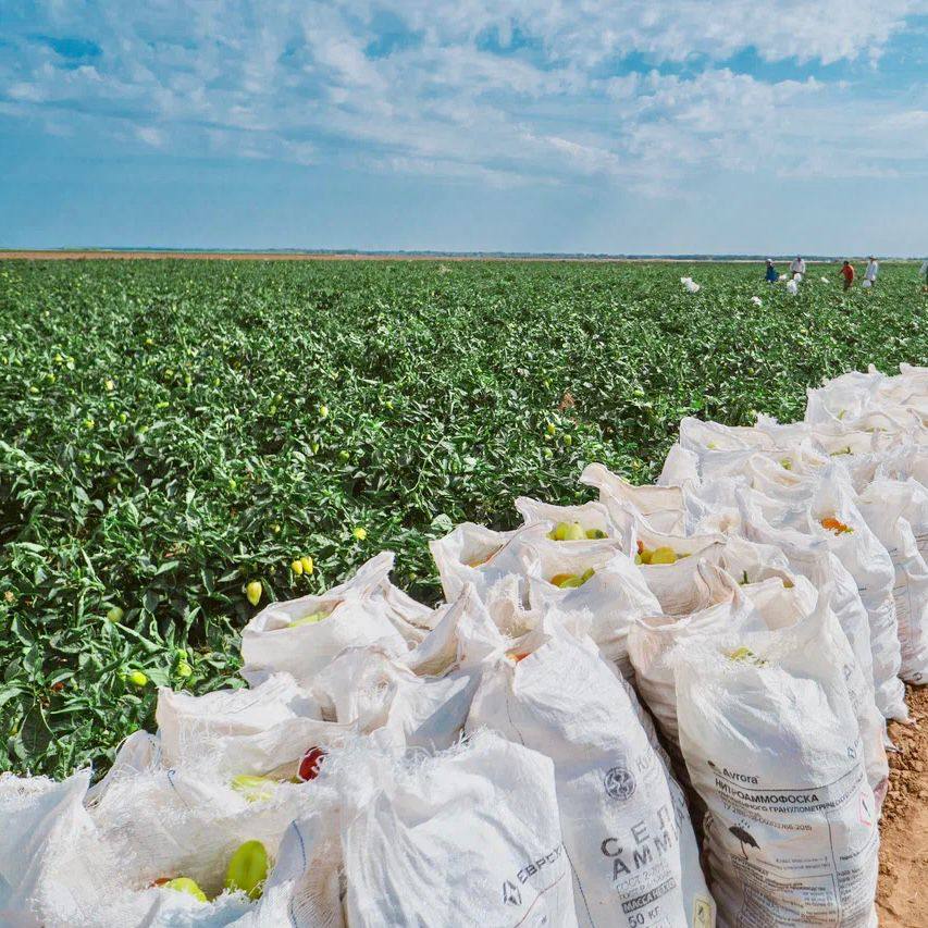 Астраханские фермеры планируют собрать 106 тысяч тонн перцев в этом году 
