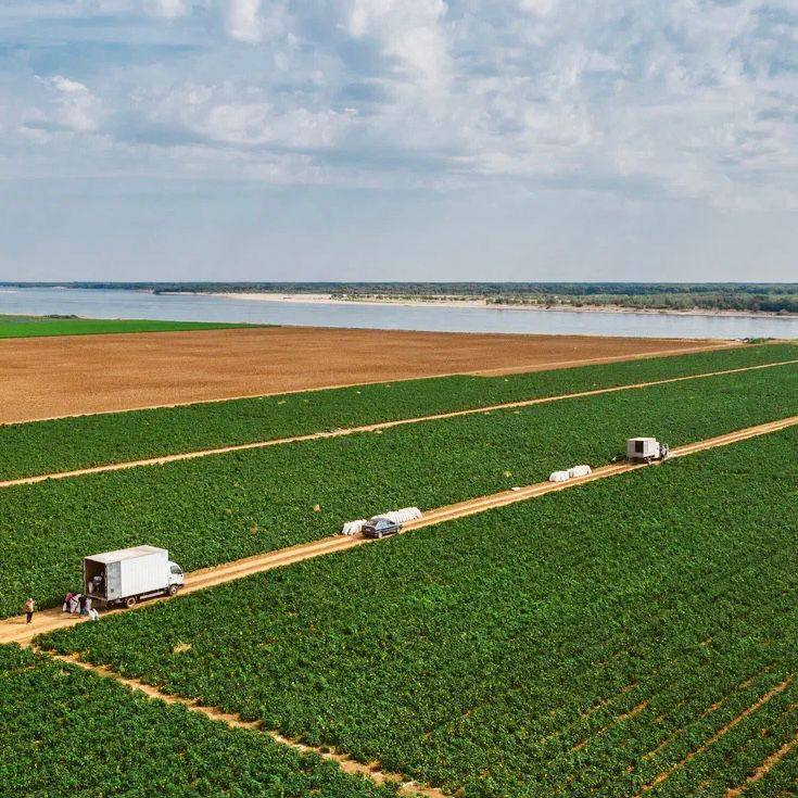 Астраханские фермеры планируют собрать 106 тысяч тонн перцев в этом году