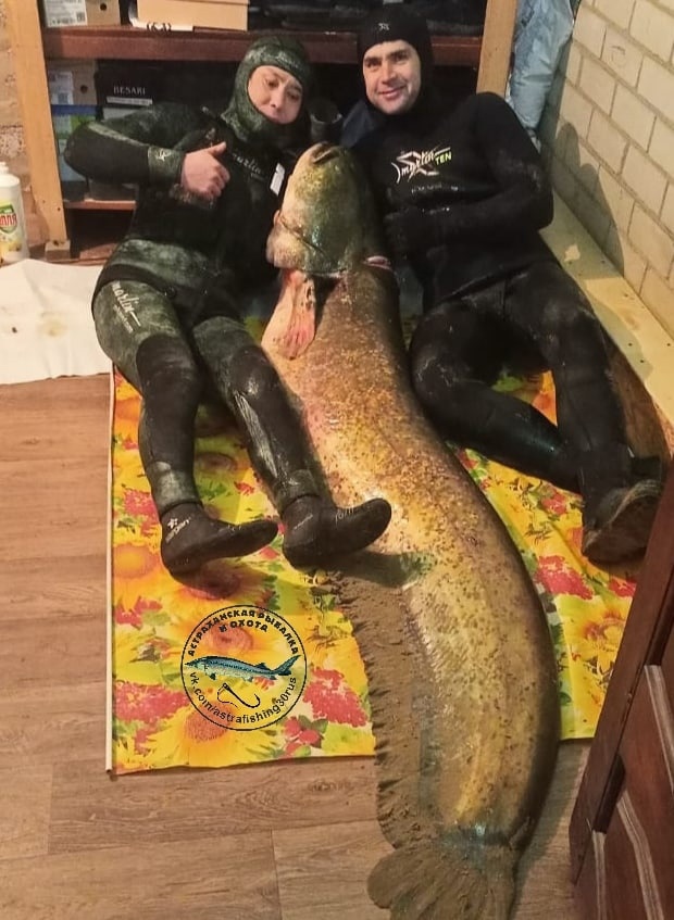FMmHeqSwswU В Астрахани поймали сома весом 70 килограмм